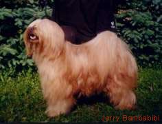 Jerry Bambabibi
